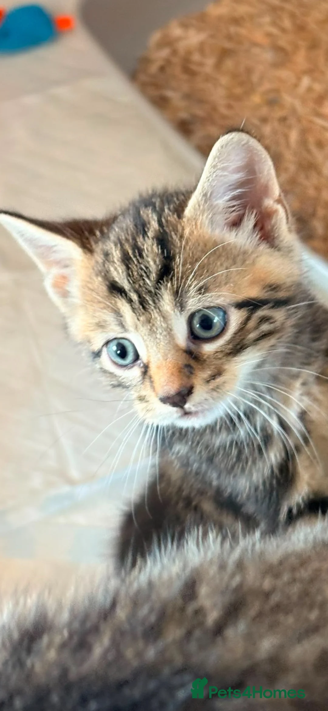 Mixed Breed cats for sale: Gorgeous tabby Kittens  - Advert 2