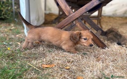 Dachshund dogs for sale: 2 American Red Long Haired Dachshund Puppies - Image 29