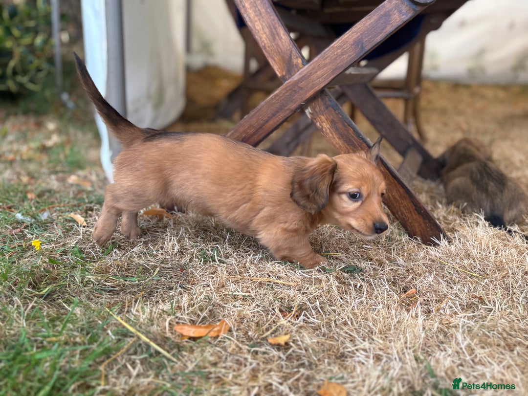 Dachshund dogs for sale: 2 American Red Long Haired Dachshund Puppies - Image 29