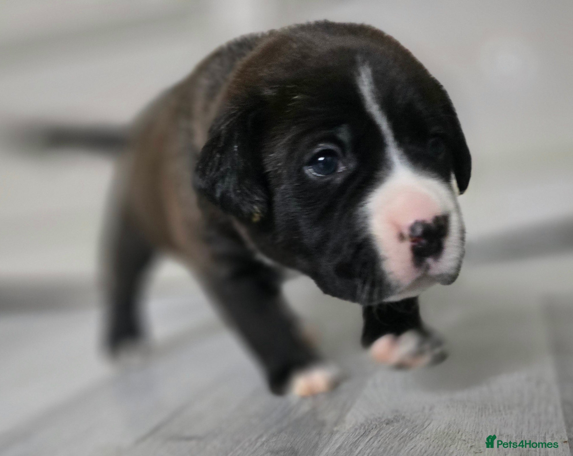 Mixed Breed dogs for sale: Beautiful Staffador/Labrastaff Puppies - Advert 2