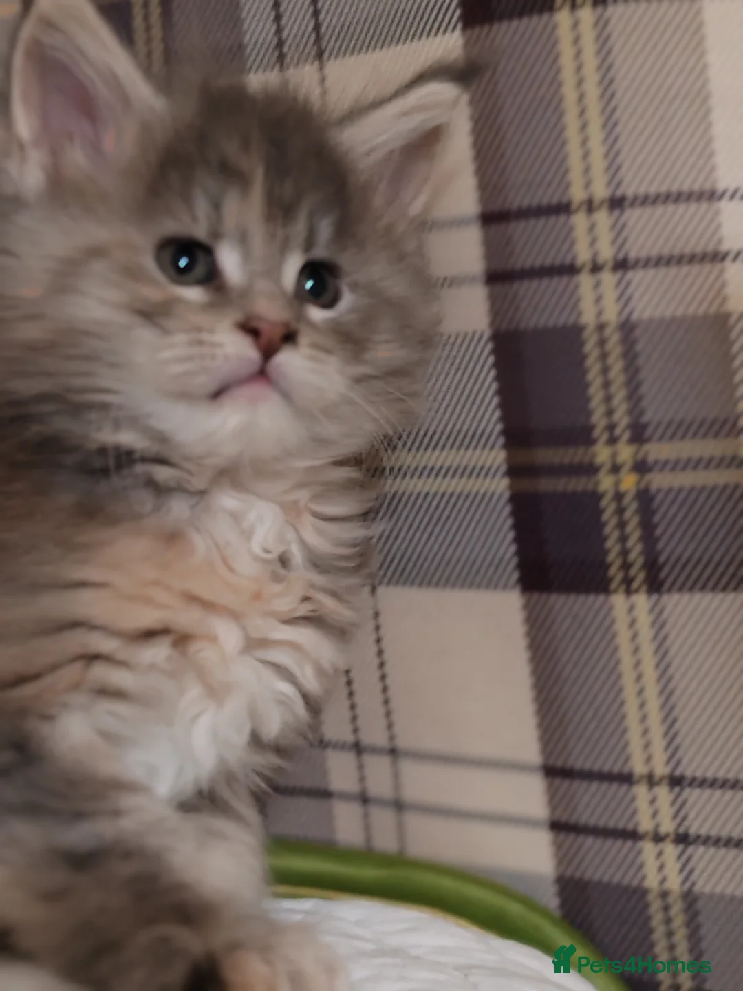 Maine Coon cats for sale: Maine coon kittens  - Advert 19
