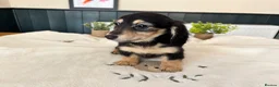 Miniature Dachshund dogs for sale: (3left, ready) Long haired miniature Dachshund  - Advert 4