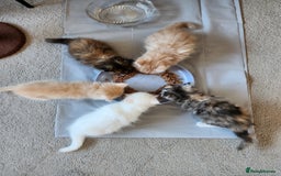 Ragdoll cats for sale: Beautiful Ragdoll Kittens  - Image 26