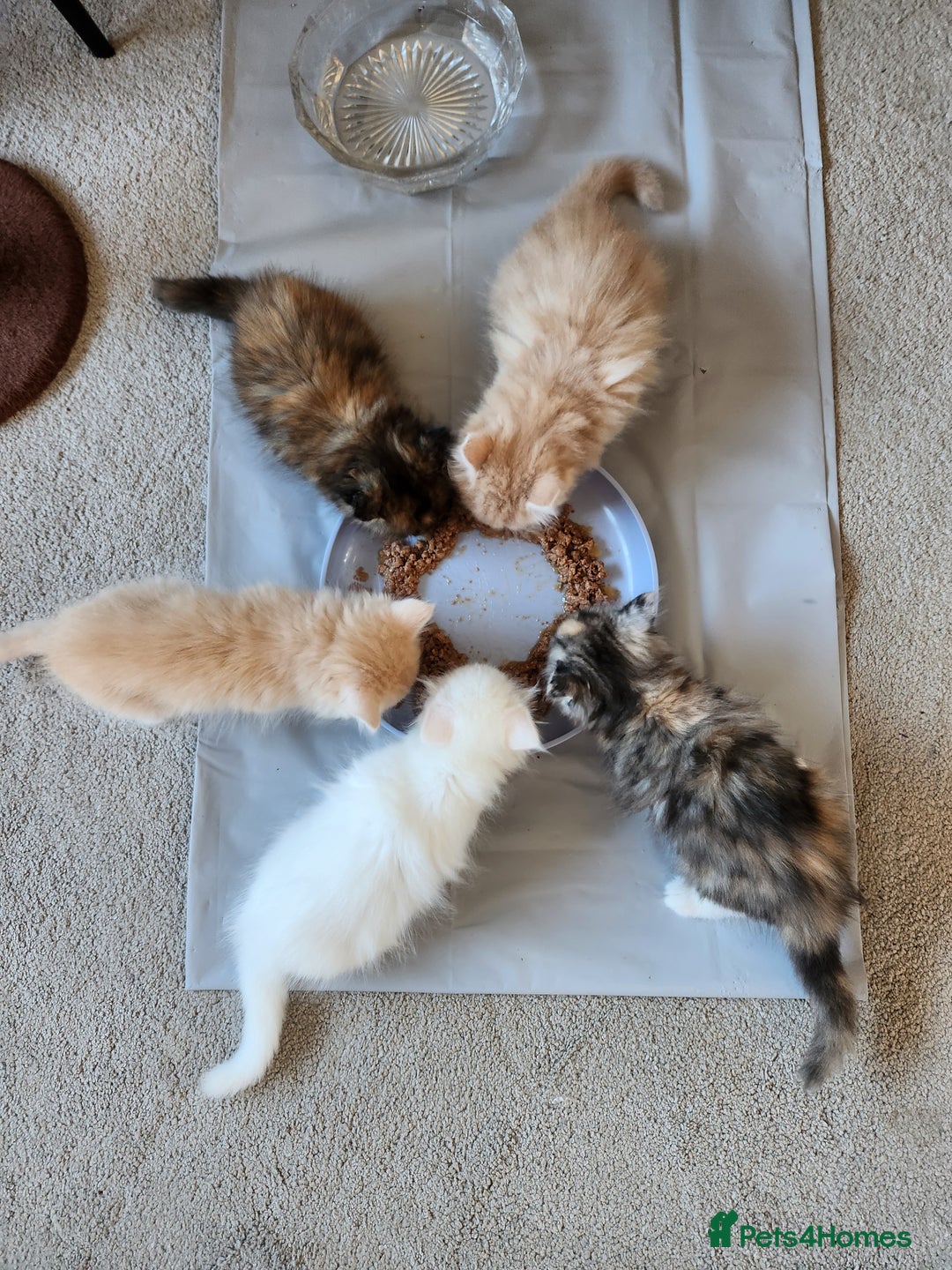 Ragdoll cats for sale: Beautiful Ragdoll Kittens  - Image 26