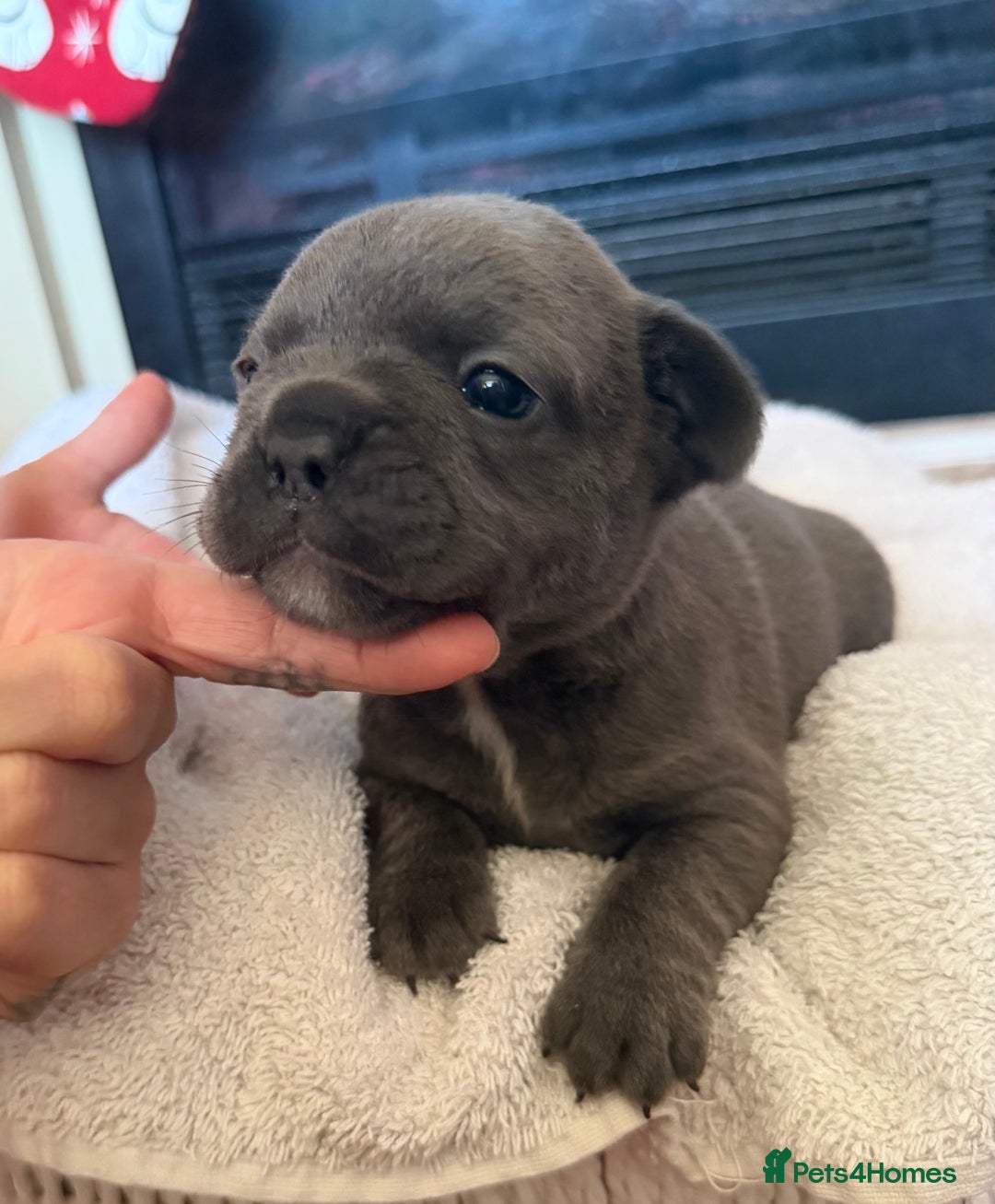French Bulldog dogs for sale: French bulldog puppies  - Advert 15