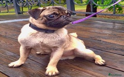 Pug dogs for adoption: Benny & Tofu: Caged, Forgotten, But Not Broken - Image 4