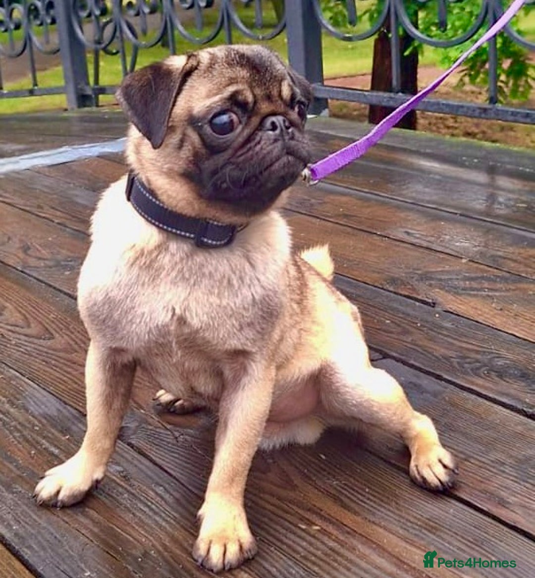Pug dogs for adoption: Benny & Tofu: Caged, Forgotten, But Not Broken - Image 4
