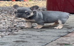 French Bulldog dogs for sale: Homie lines meet temple felson line  - Image 11