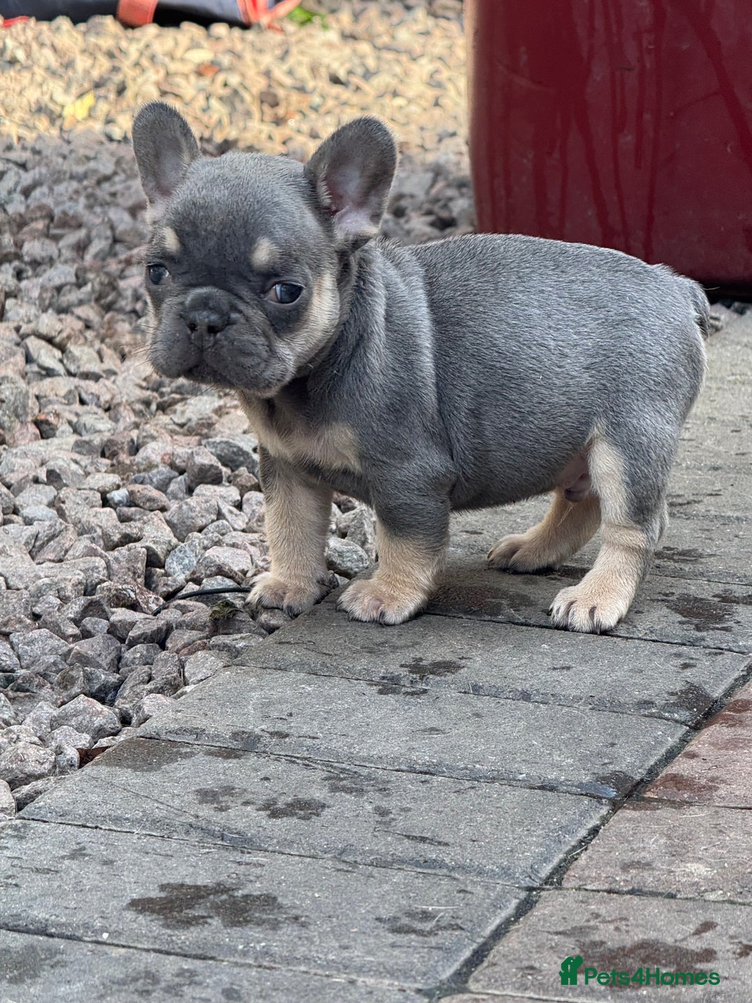 French Bulldog dogs for sale: Homie lines meet temple felson line  - Image 11