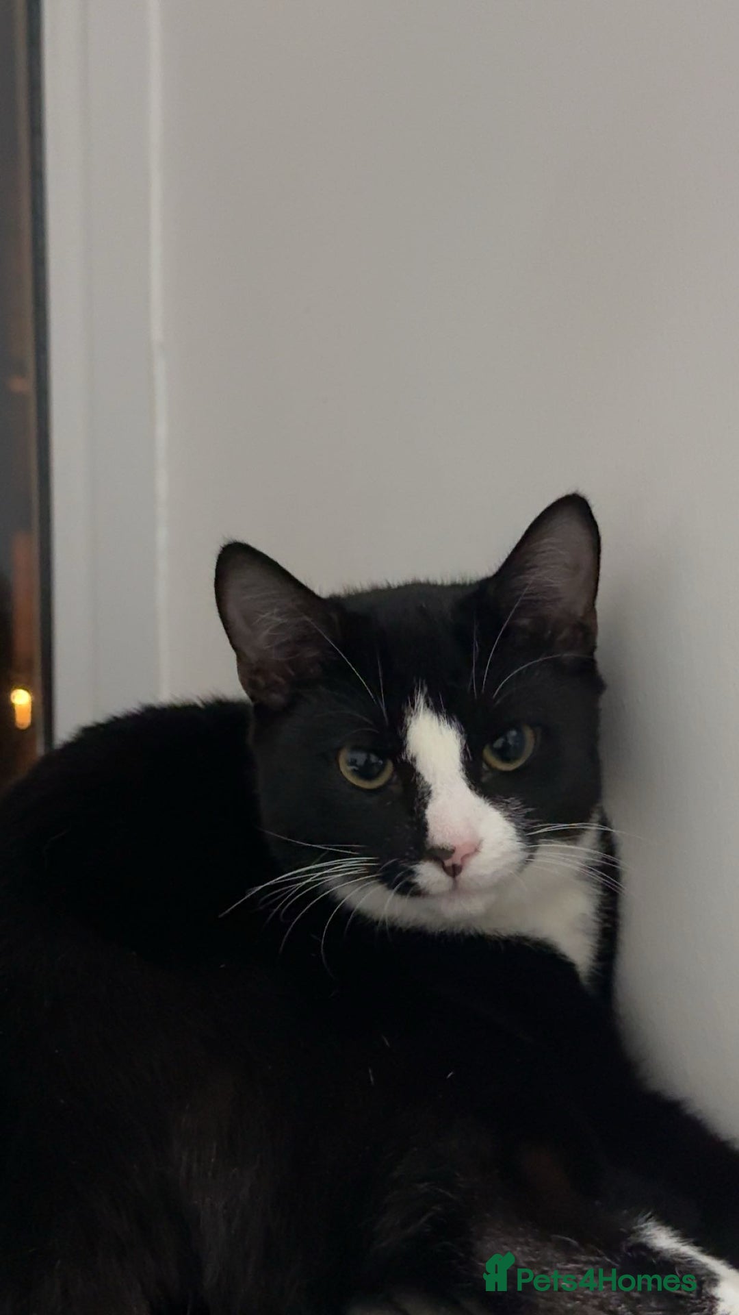 American Shorthair cats for sale: sister and brother - Advert 7