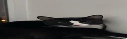 American Shorthair cats for sale: sister and brother - Advert 8