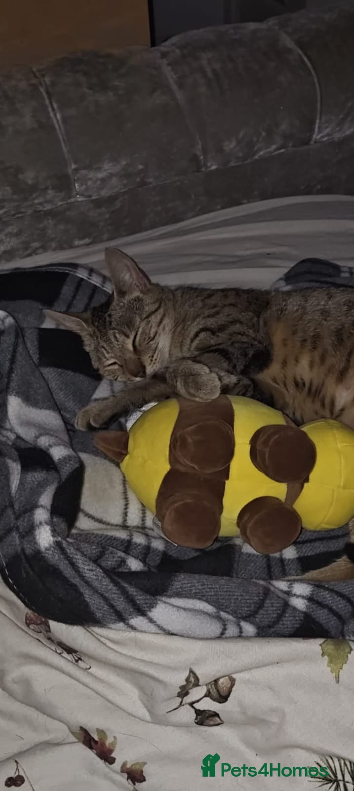 Mixed Breed cats 2 kittens  - Advert 3