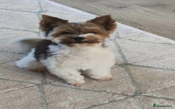 Biewer Terrier dogs for stud: Biewer Yorkshire Terrier for stud in Weston-super-Mare - Image 3