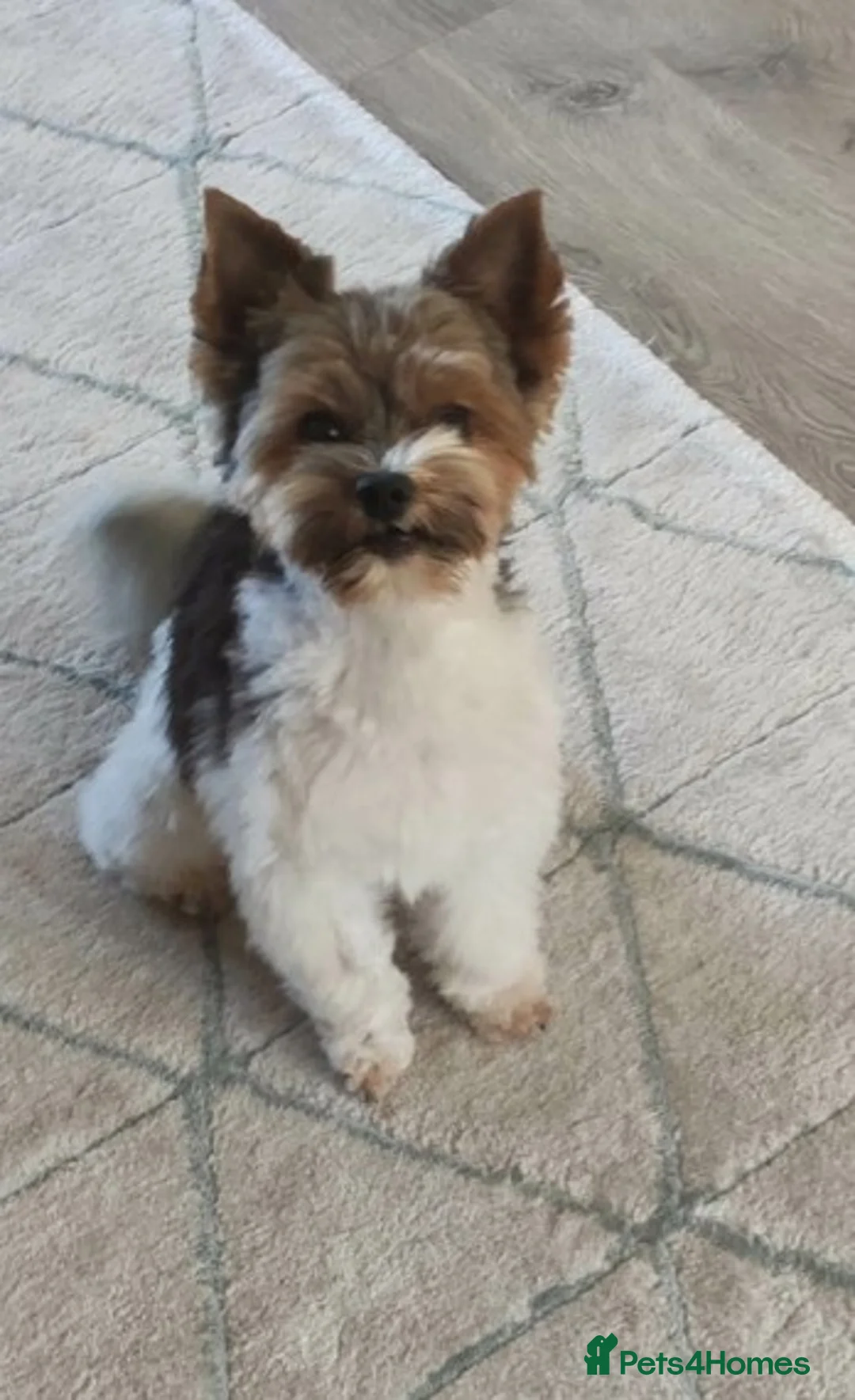 Biewer Terrier dogs for stud: Biewer Yorkshire Terrier for stud in Weston-super-Mare - Advert 3