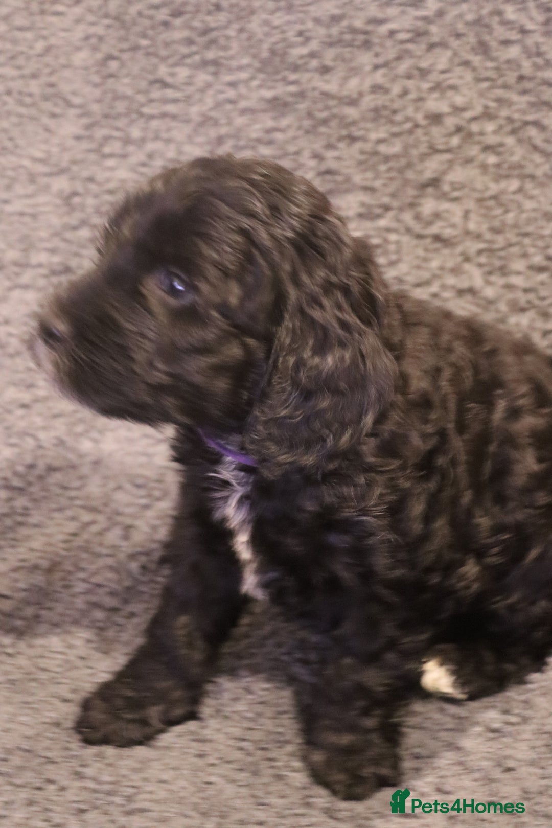 Cockapoo dogs for sale: Adorable Puppies Looking for Their Forever Homes! - Advert 9