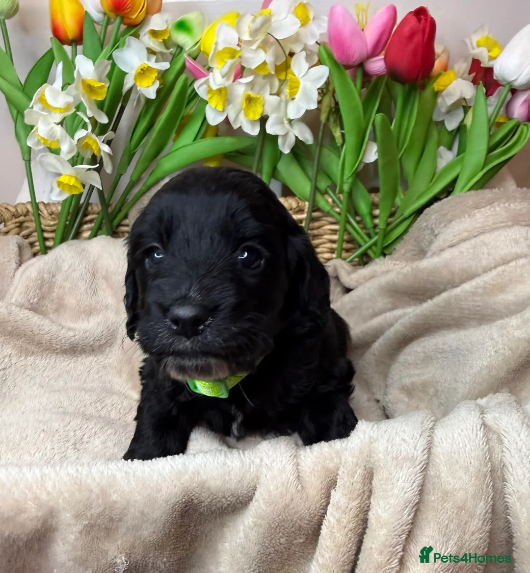 Cockapoo dogs for sale: Adorable F1 cockapoo puppies - Advert 8