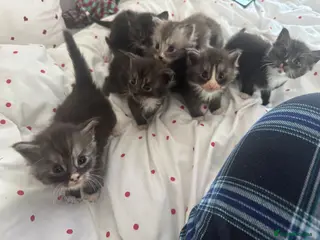 Maine Coon cats Maine coon kittens tica reg - Advert 3