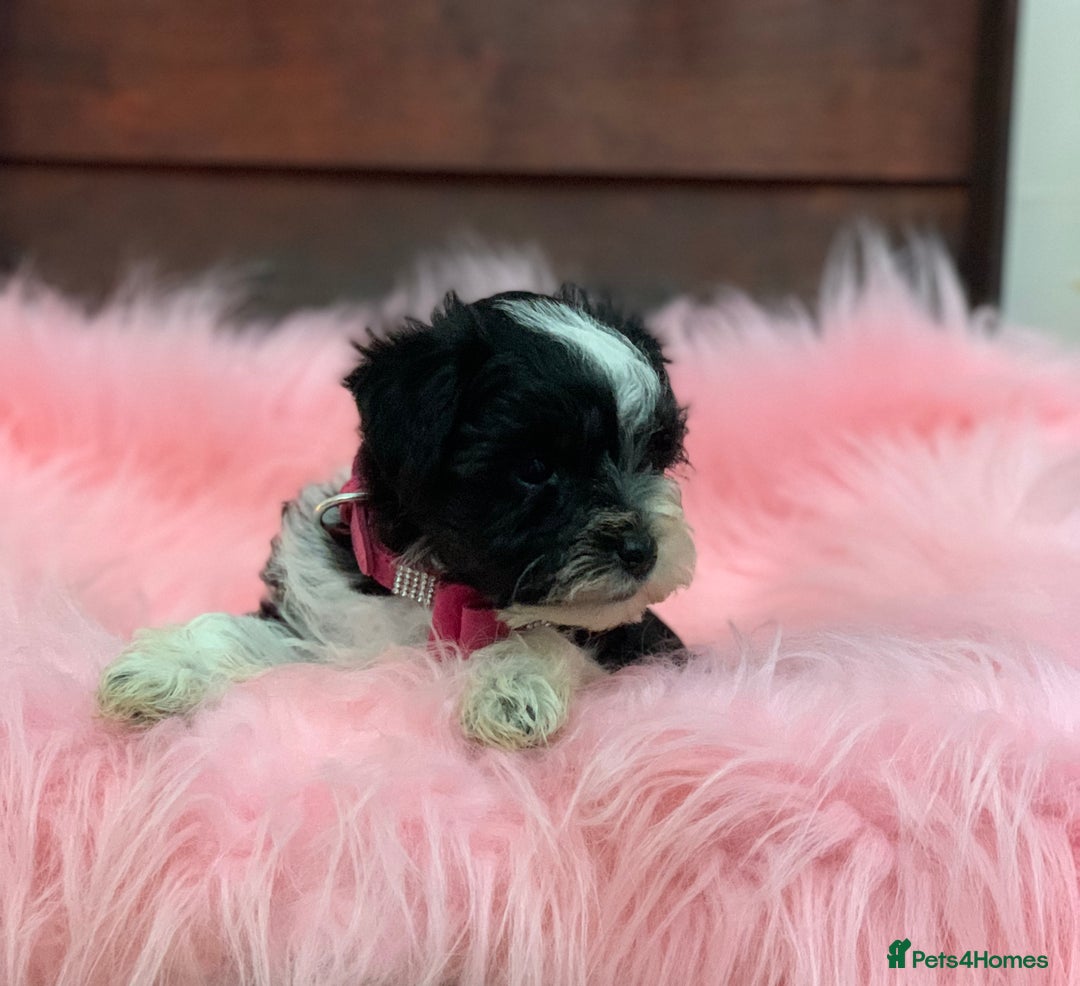 Miniature Schnauzer dogs for sale: 5* LICENSED - KC MINI (TOY) SCHNAUZER CHOCOLATE  - Advert 33