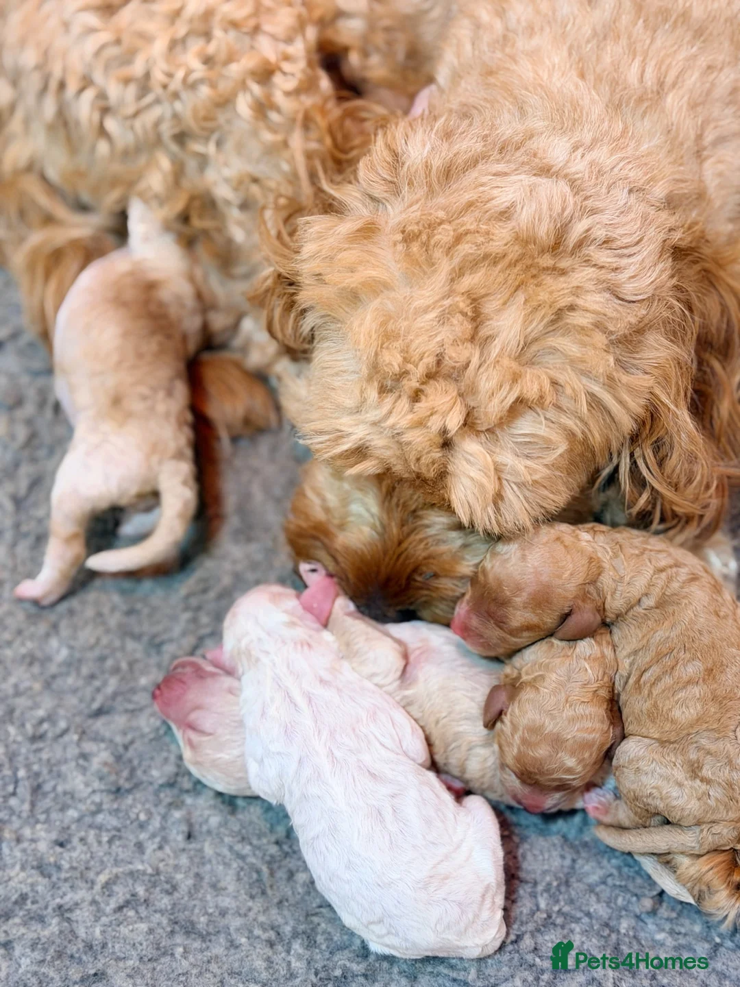 Cavapoo dogs for sale: Cavapoo puppies - Advert 2