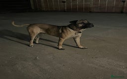 Mixed Breed dogs for sale: Large dog for loving home - Image 3