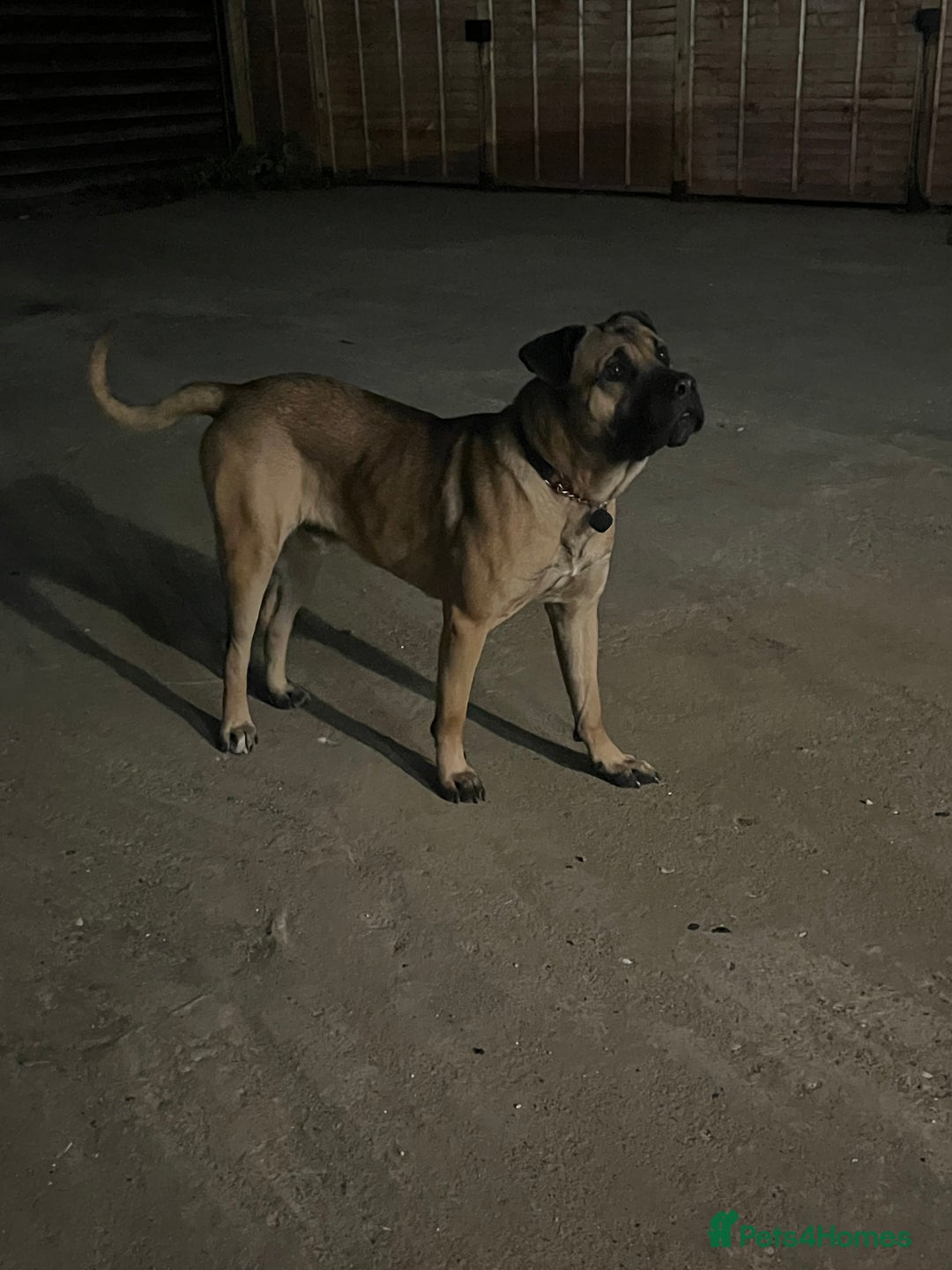 Mixed Breed dogs for sale: Large dog for loving home - Image 3