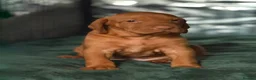 Hungarian Vizsla dogs for sale: Hungarian Vizsla Puppies – Rich Geltwood Heritage - Advert 25