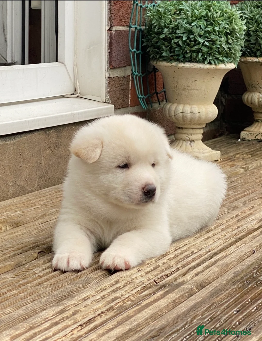 Japanese Akita Inu dogs for sale: Beautiful Japanese Akita Puppies 3 Stunning girls - Advert 3