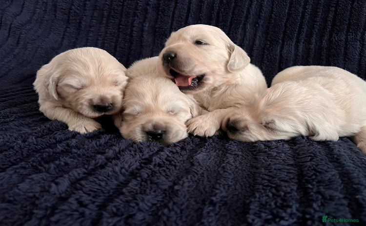 Golden Retriever dogs - Advert 4