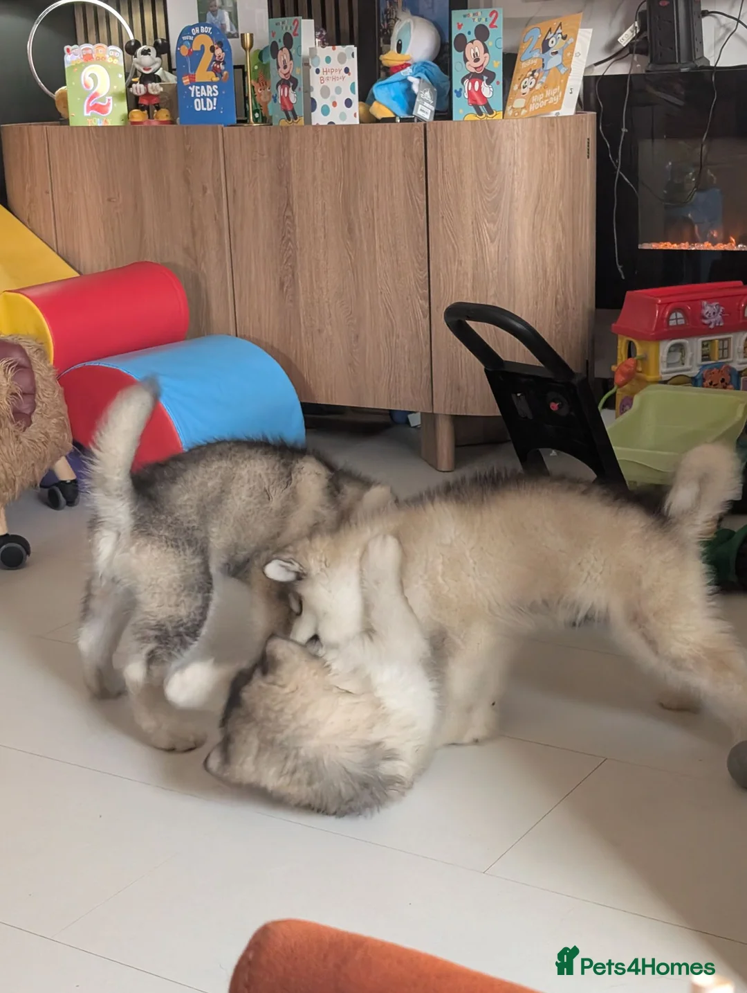 Alaskan Malamute dogs for sale: KC Reg Alaskan Malamute Puppies - Advert 19