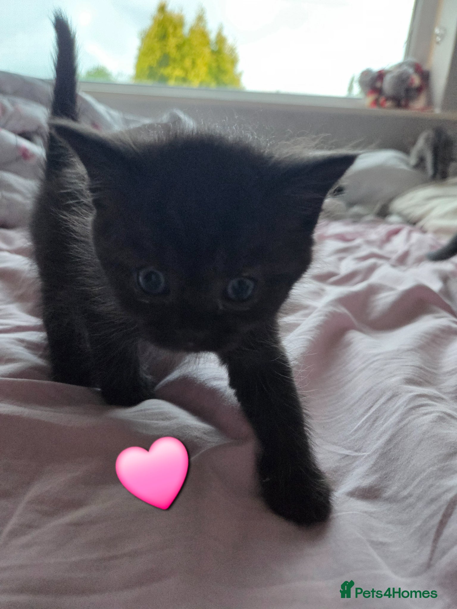 Mixed Breed cats for sale: Stunning kittens British shorthair  x maine coon - Advert 10