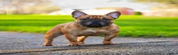 French Bulldog dogs for sale: Champion Sired last female Fawn French bulldog - Advert 12