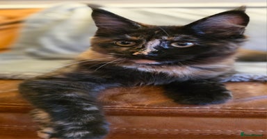Maine Coon cats - Advert 5