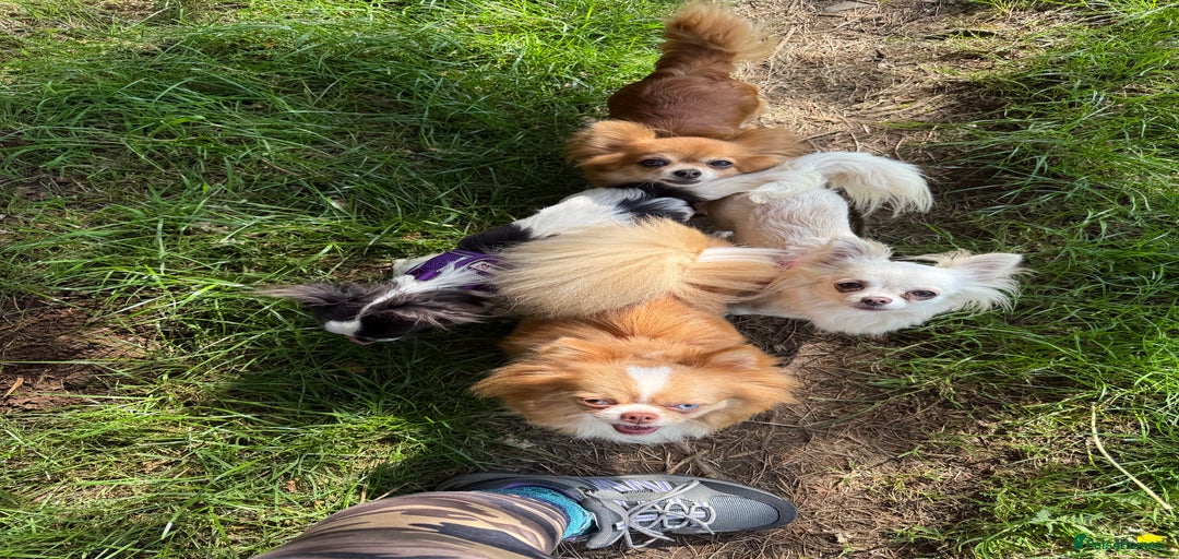 Gallery Image {{count}}