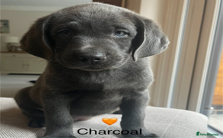 Labrador Retriever dogs - Advert 10