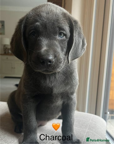 Labrador Retriever dogs - Advert 10