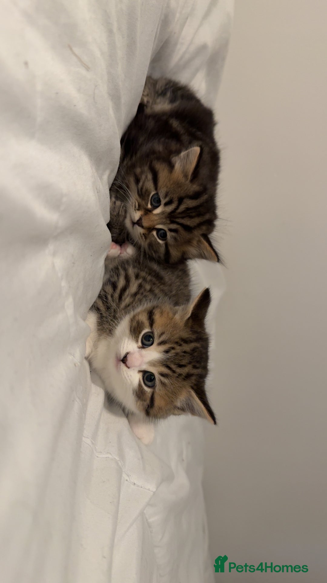 British Shorthair cats for sale: British short Hair  - Advert 3