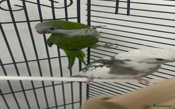 Cockatiels birds for sale: white cockatiel, Green Quaker with cage and toys - Image 3