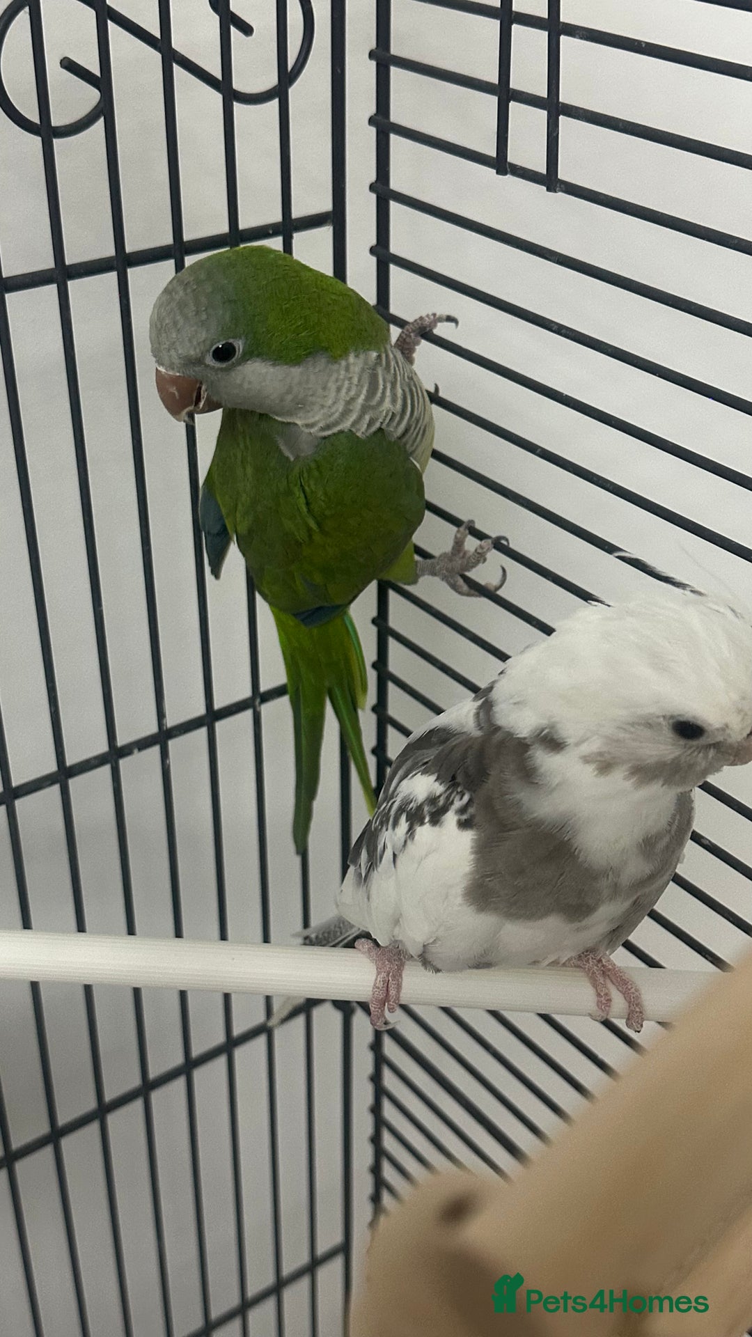 Cockatiels birds for sale: white cockatiel, Green Quaker with cage and toys - Image 3