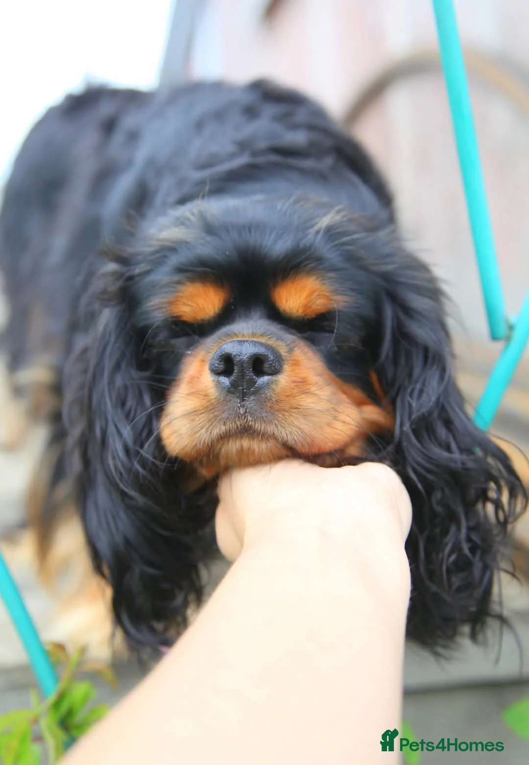 Cavalier King Charles Spaniel dogs for stud: Kc health tested black and tan in Wisbech - Advert 3