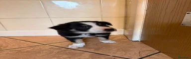 Border Collie 1