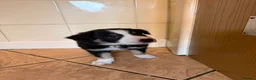 Border Collie dogs for sale: Border collie pups for sale - Advert 5