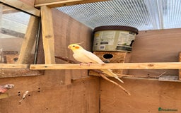 Mixed Breed birds for sale: Budgies, Cockatiels and Indian Ringnecks - Image 4