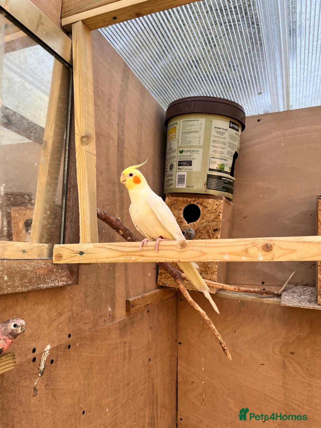 Mixed Breed birds for sale: Budgies, Cockatiels and Indian Ringnecks - Image 4