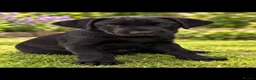 Labrador Retriever dogs for sale: Duel purpose Labrador  - Advert 10