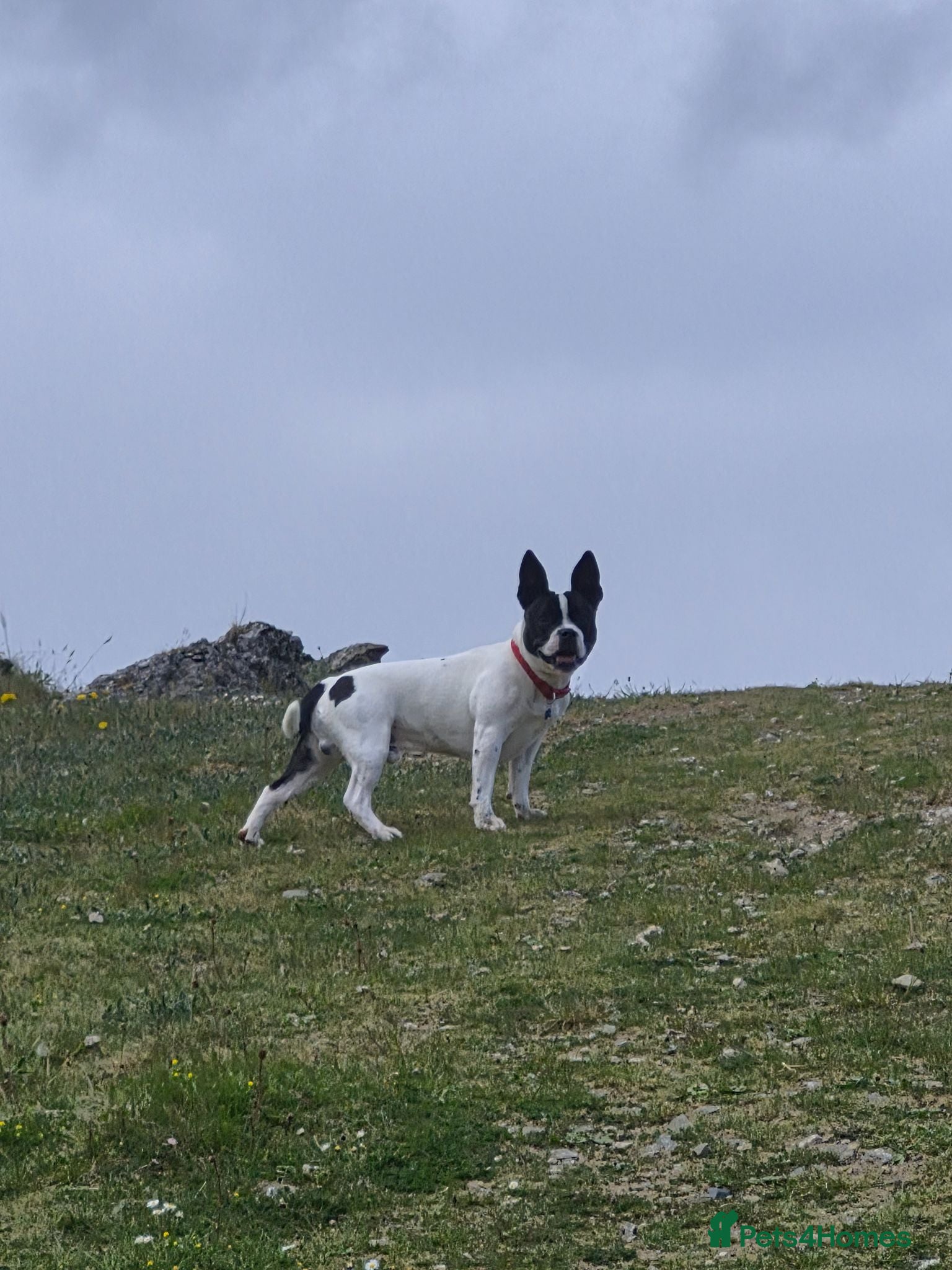 Mixed Breed dogs 9 month old French bull x Staffordshire bull - Advert 16