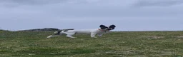 Mixed Breed dogs for sale: 9 month old French bull x Staffordshire bull - Advert 1