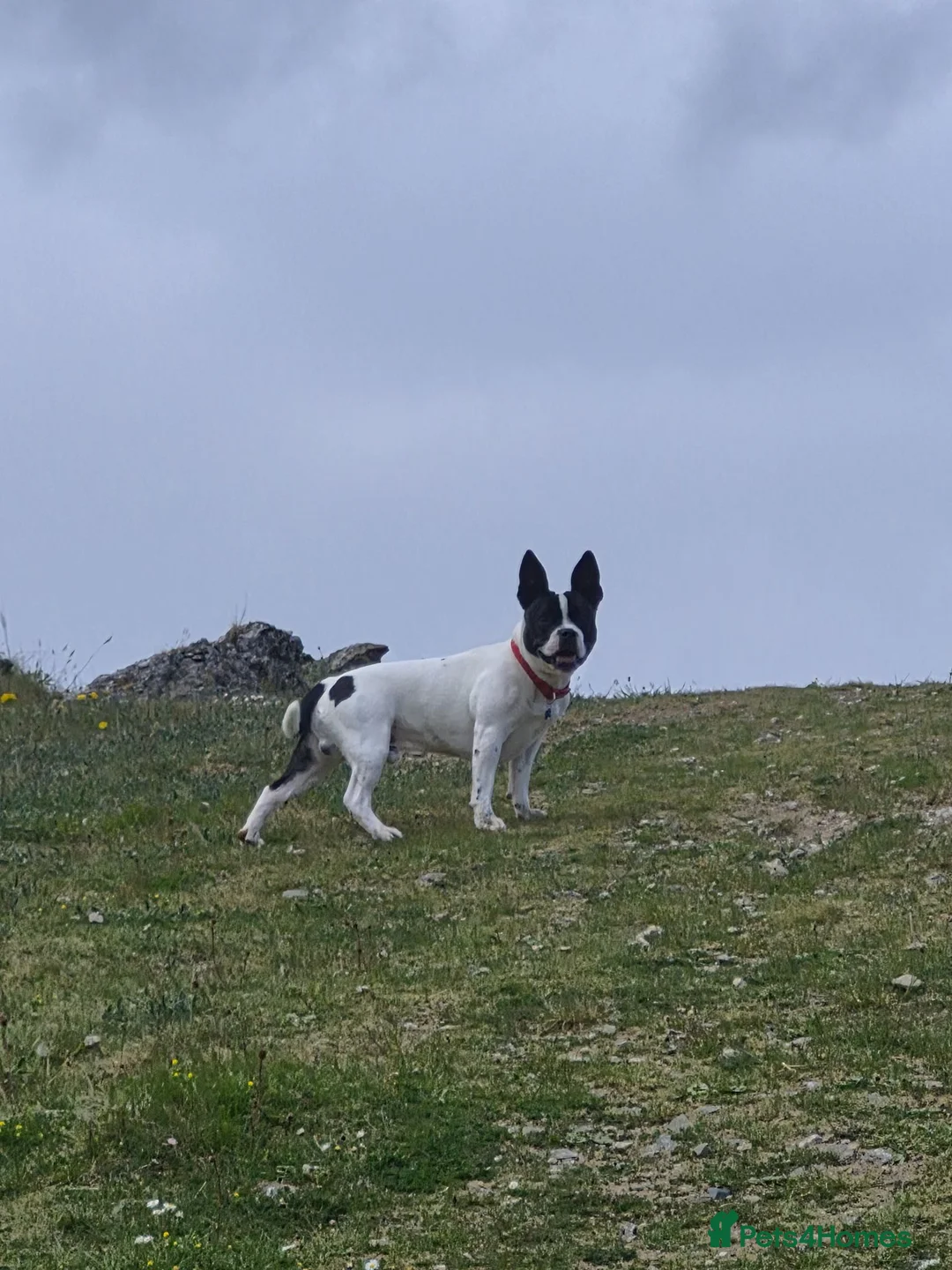 Mixed Breed dogs for sale: 9 month old French bull x Staffordshire bull - Advert 1