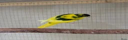 Parakeets birds for sale: Kakarikis - Advert 4