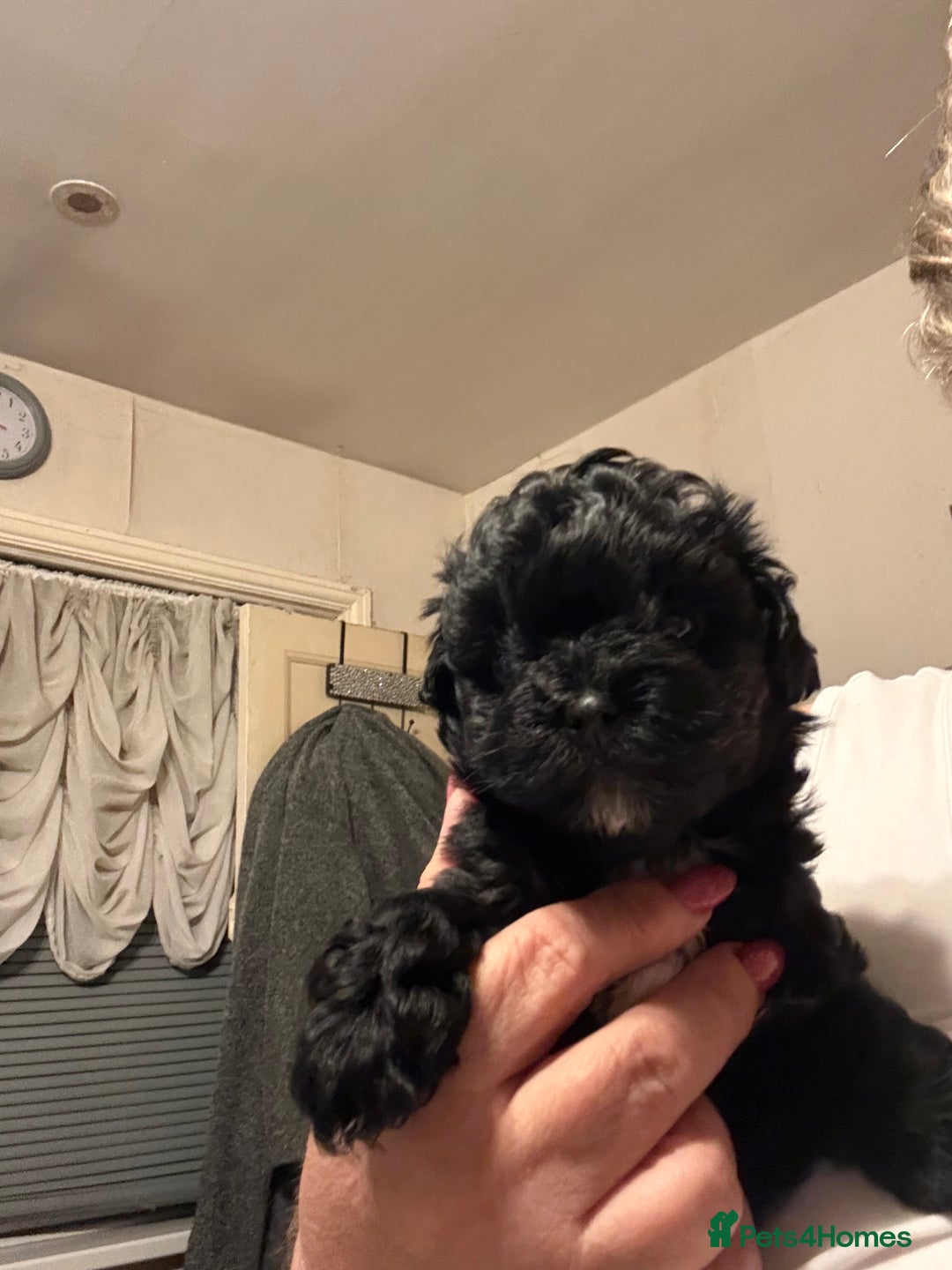 Maltipoo dogs for sale: TINY MALTIPOOS - Image 10