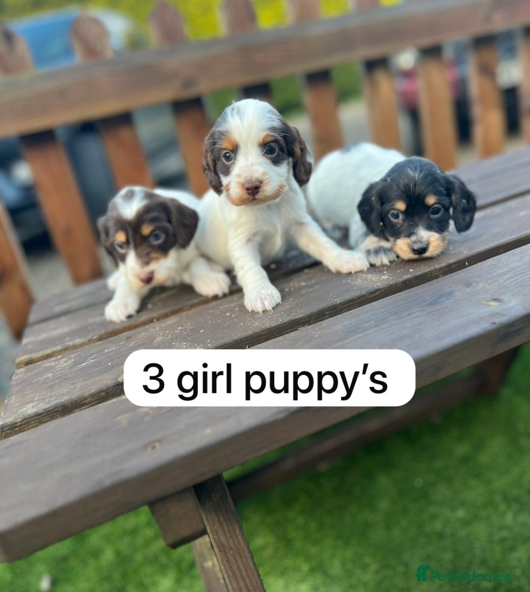 Cockapoo dogs for sale: Cockapoo puppy’s  - Advert 8